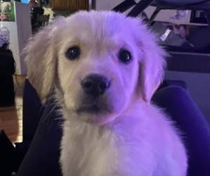 Golden Retriever Puppy for Sale in HIDALGO, Illinois USA