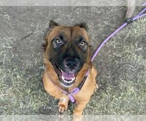 German Shepherd Dog-Unknown Mix Dogs for adoption in Tulsa, OK, USA