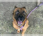 Small German Shepherd Dog Mix