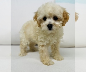 Bichpoo Puppy for sale in CINCINNATI, OH, USA