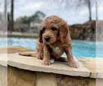Small Photo #5 Goldendoodle Puppy For Sale in SUGAR LAND, TX, USA