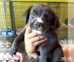 Small #2 Labrador Retriever-Retriever  Mix