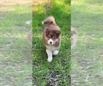 Small #2 Australian Shepherd