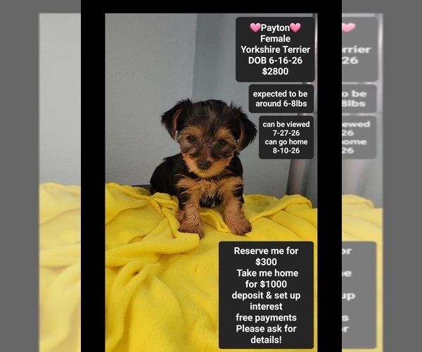 Medium Photo #1 Yorkshire Terrier Puppy For Sale in TUCSON, AZ, USA