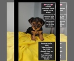 Image preview for Ad Listing. Nickname: Payton