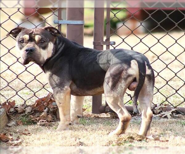 Medium Photo #1 Mutt Puppy For Sale in Grovetown, GA, USA