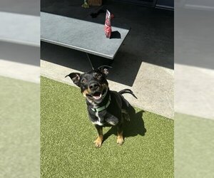 Rottweiler-Unknown Mix Dogs for adoption in San Martin, CA, USA