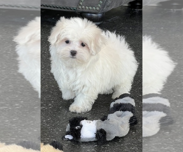 Medium Photo #7 Maltese Puppy For Sale in WARSAW, IN, USA