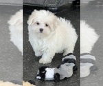 Small #6 Maltese