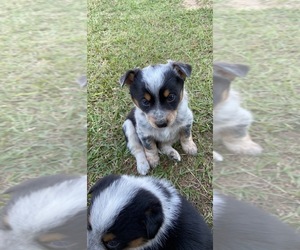 Texas Heeler Puppy for sale in LOUISVILLE, MS, USA