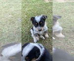 Small Photo #1 Texas Heeler Puppy For Sale in LOUISVILLE, MS, USA