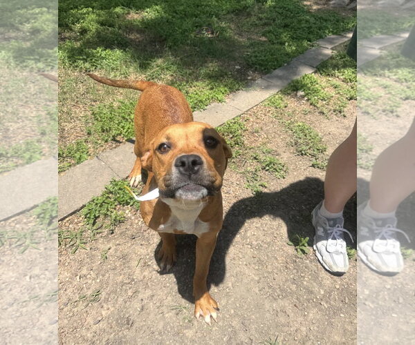 Medium Photo #3 Boxer-Unknown Mix Puppy For Sale in Houston, TX, USA