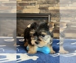 Small #4 Morkie
