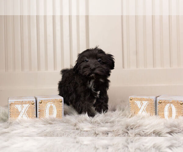 Medium Photo #10 YorkiePoo Puppy For Sale in WARSAW, IN, USA