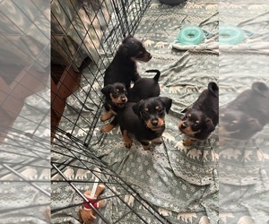 Doberman Pinscher-Shih Tzu Mix Puppy for sale in NORCO, CA, USA