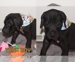 Small Photo #12 Great Dane Puppy For Sale in KALAMA, WA, USA