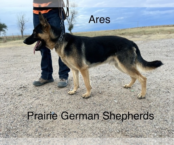 Medium Photo #1 German Shepherd Dog Puppy For Sale in PRITCHETT, CO, USA