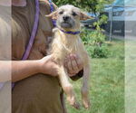 Small #3 Dachshund Mix