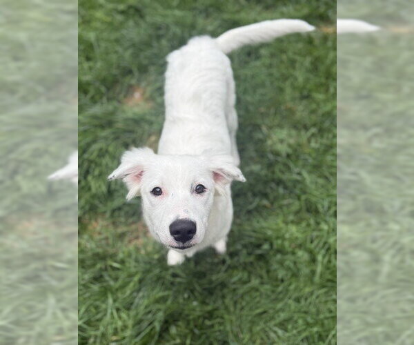 Medium Photo #30 Great Pyrenees-Unknown Mix Puppy For Sale in Brewster, NY, USA