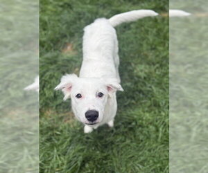 Daphne (D Pups) - Female Great Pyrenees-Unknown Mix Dog for Adoption - Photo #30