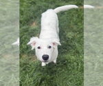 Small #29 Great Pyrenees Mix
