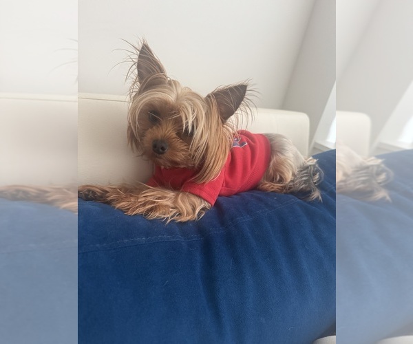 Medium Photo #1 Shorkie Tzu Puppy For Sale in WASHINGTON, DC, USA