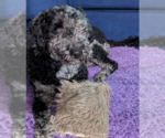 Small #3 Poodle (Standard) Mix