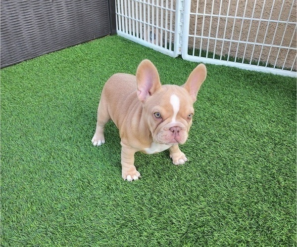 Medium Photo #13 French Bulldog Puppy For Sale in LAS VEGAS, NV, USA