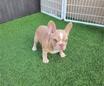 Small #12 French Bulldog