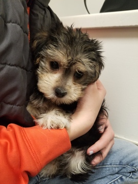 Medium Photo #1 Morkie Puppy For Sale in THURMONT, MD, USA