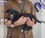 Small #2 Border Collie Mix