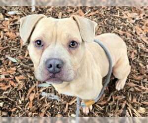 Mutt Dogs for adoption in Martinez, CA, USA