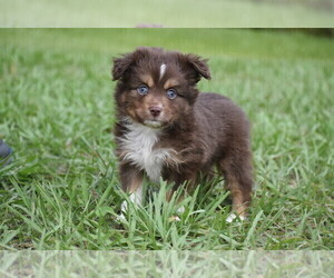 Miniature Australian Shepherd Puppy for sale in PALM COAST, FL, USA