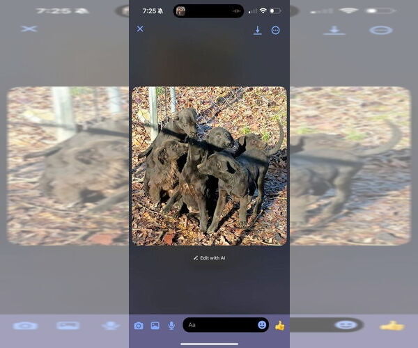 Medium Photo #4 Border Collie-Unknown Mix Puppy For Sale in Aurora, IN, USA