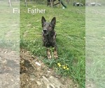 Small #9 German Shepherd Dog