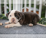 Puppy Connor Olde English Bulldogge