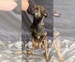 Small #1 Carolina Dog Mix