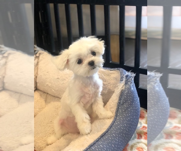 Medium Photo #4 Maltese Puppy For Sale in CHANTILLY, VA, USA