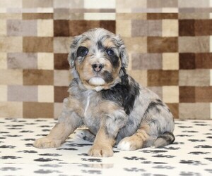 Bernedoodle (Miniature) Puppy for sale in DENVER, PA, USA