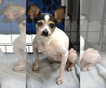 Small #10 Chihuahua Mix
