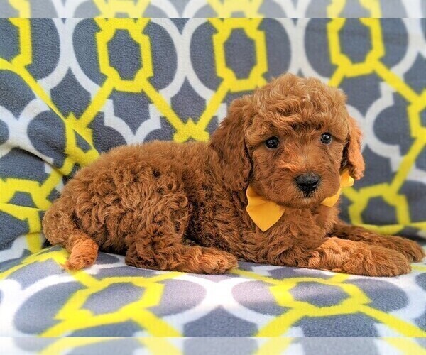 Medium Photo #5 Goldendoodle-Poodle (Miniature) Mix Puppy For Sale in GLEN ROCK, PA, USA