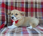 Small Photo #5 Pembroke Welsh Corgi Puppy For Sale in GAP, PA, USA