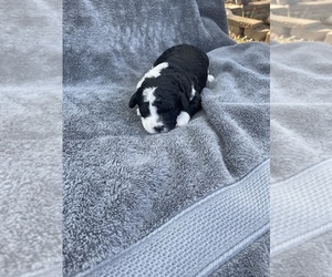 Aussiedoodle Miniature  Dog for Adoption in TOLEDO, Ohio USA