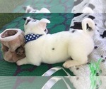 Small Photo #6 French Bullhuahua Puppy For Sale in YPSILANTI, MI, USA