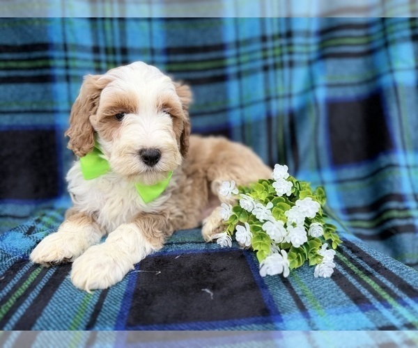 Medium Photo #3 Cock-A-Poo Puppy For Sale in LAKELAND, FL, USA