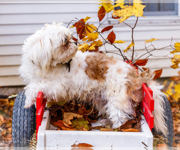 Medium Photo #7 Shih Tzu Puppy For Sale in WAKARUSA, IN, USA