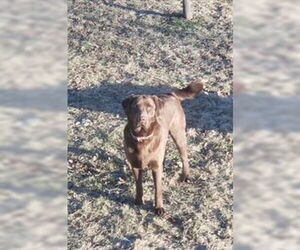 Kimbra - owner rehome - Female Labrador Retriever Dog for Adoption - Photo #2
