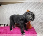 Small #9 Golden Mountain Dog