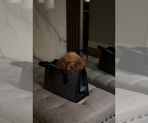 Poodle (Toy) Puppy for sale in PORTLAND, OR, USA