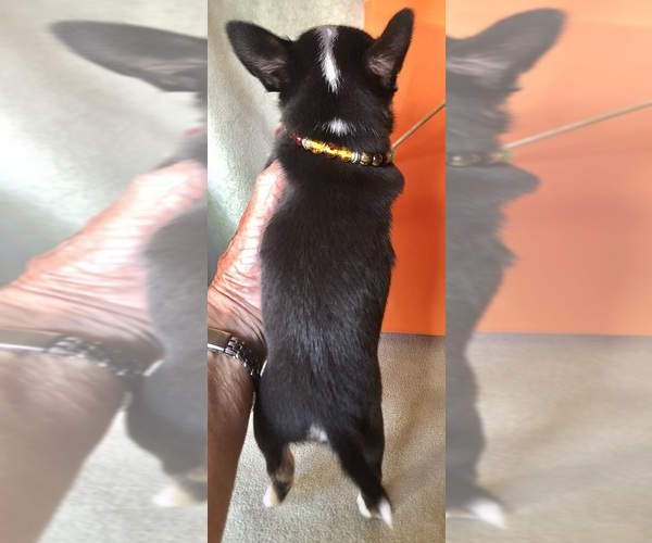 Medium Photo #4 Chihuahua Puppy For Sale in NEWVILLE, PA, USA